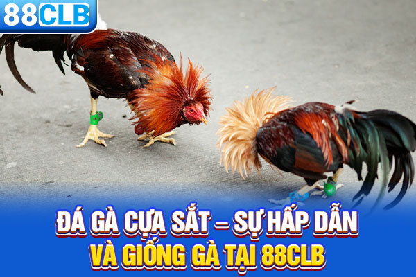 Đá Gà Cựa Sắt – Sự Hấp Dẫn Và Giống Gà Tại 88CLB