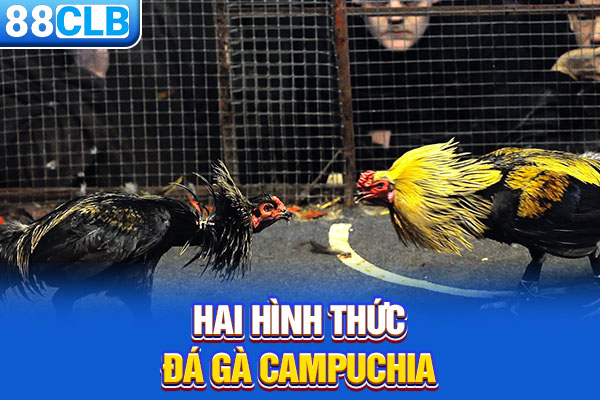 Hai hình thức Đá gà Campuchia