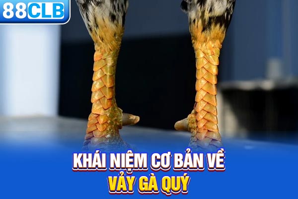 Khái niệm cơ bản về vảy gà quý