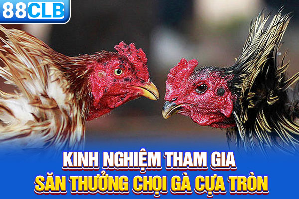 Kinh nghiệm tham gia săn thưởng chọi gà cựa tròn